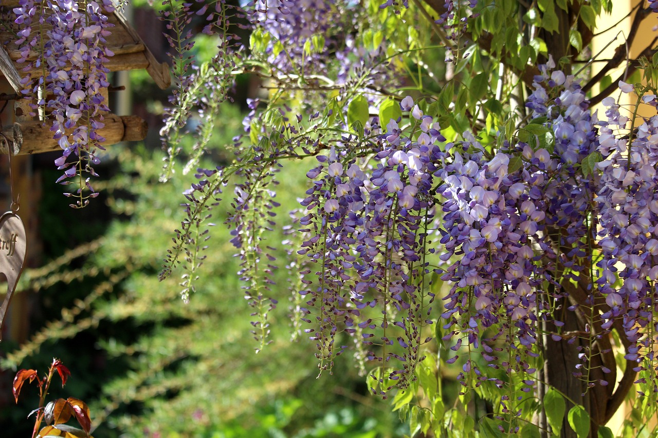 How to Build a DIY Pergola with Climbing Plants